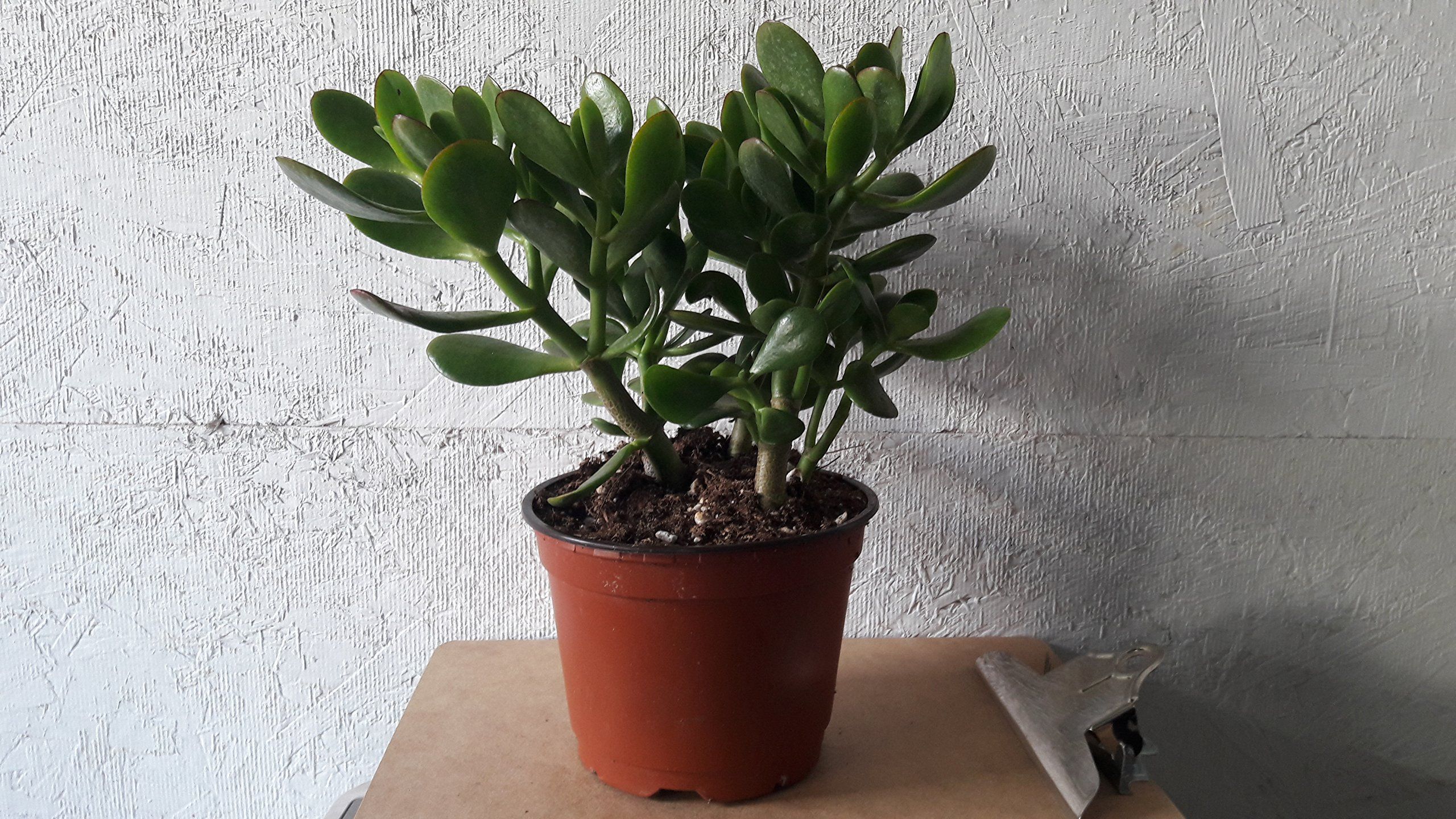 2560x1440 Jade Plant ovuta