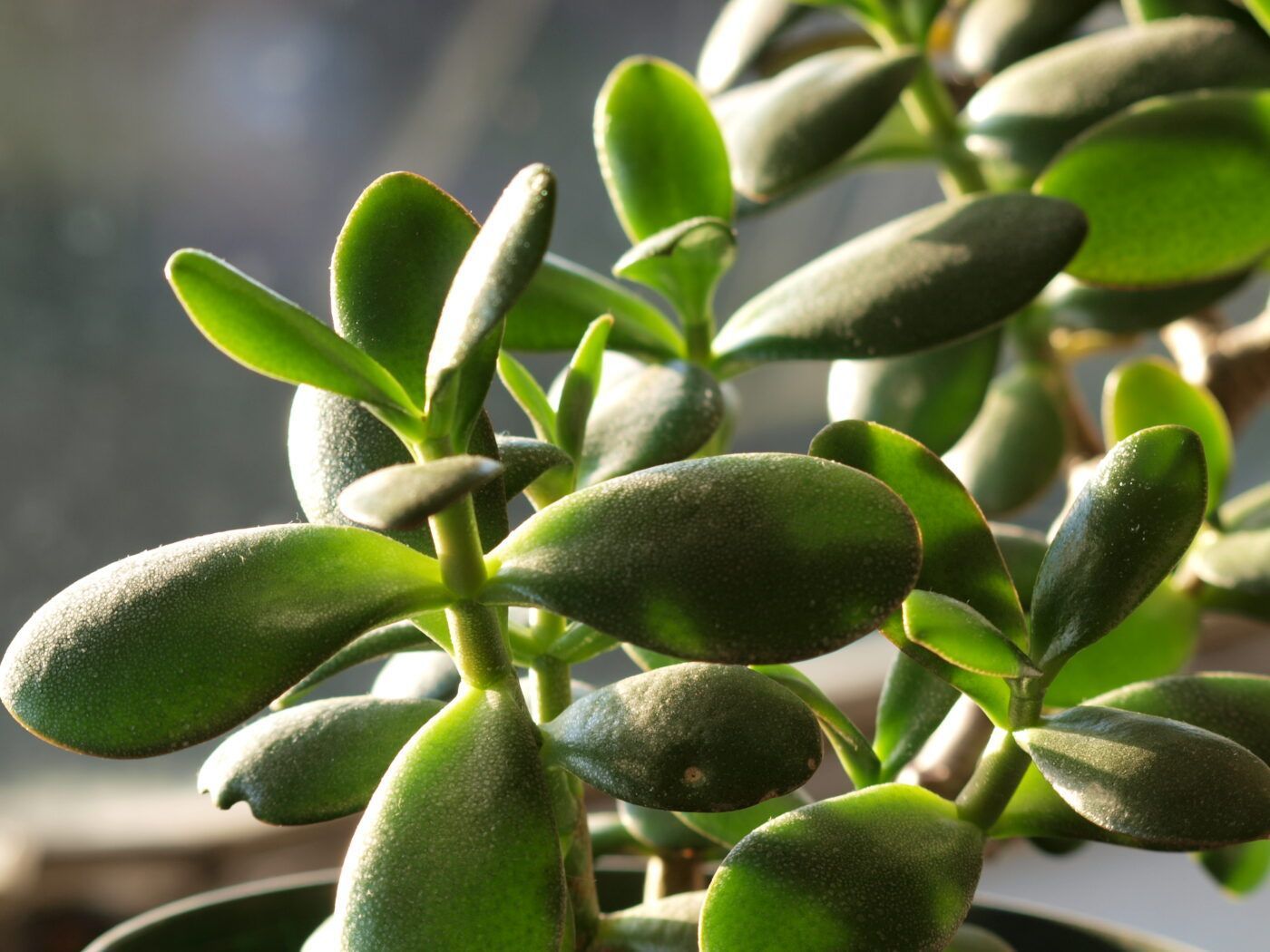 1400x1050 Mistakes to avoid with Jade plants