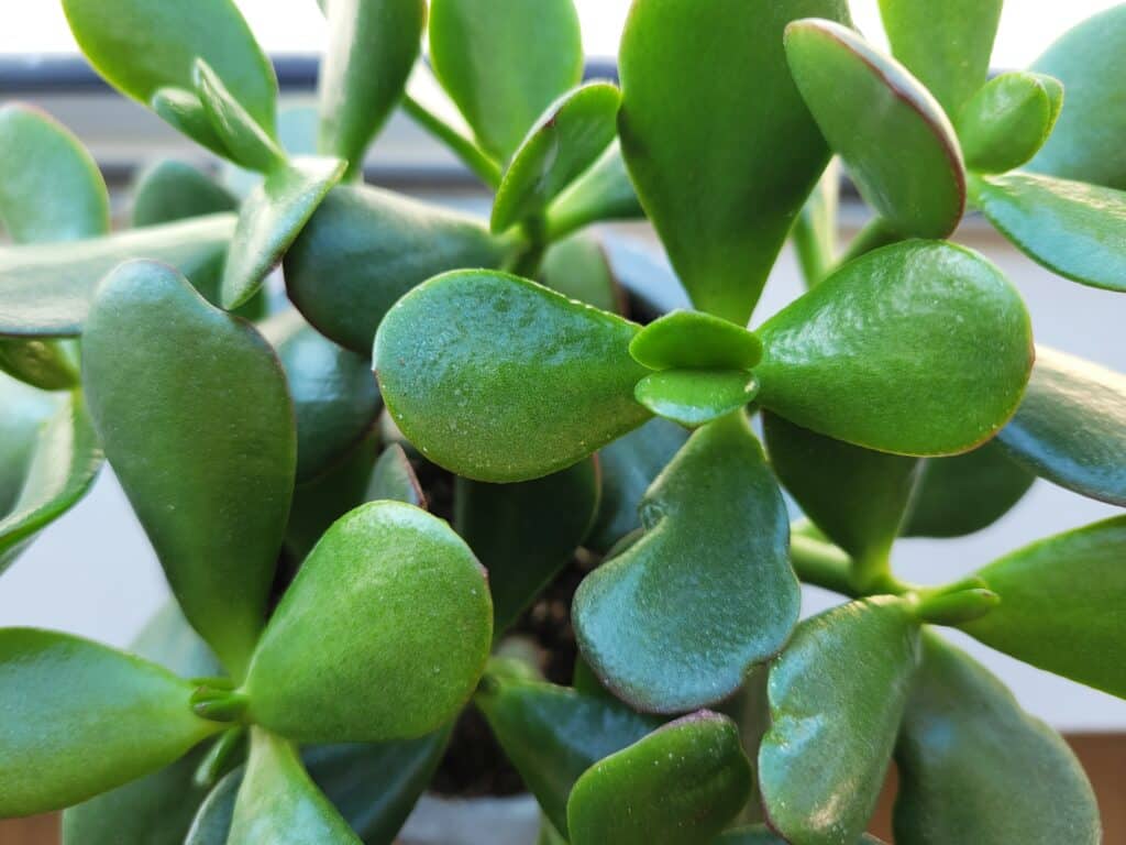1024x768 Jade Plant Care Guide Crassula ovata