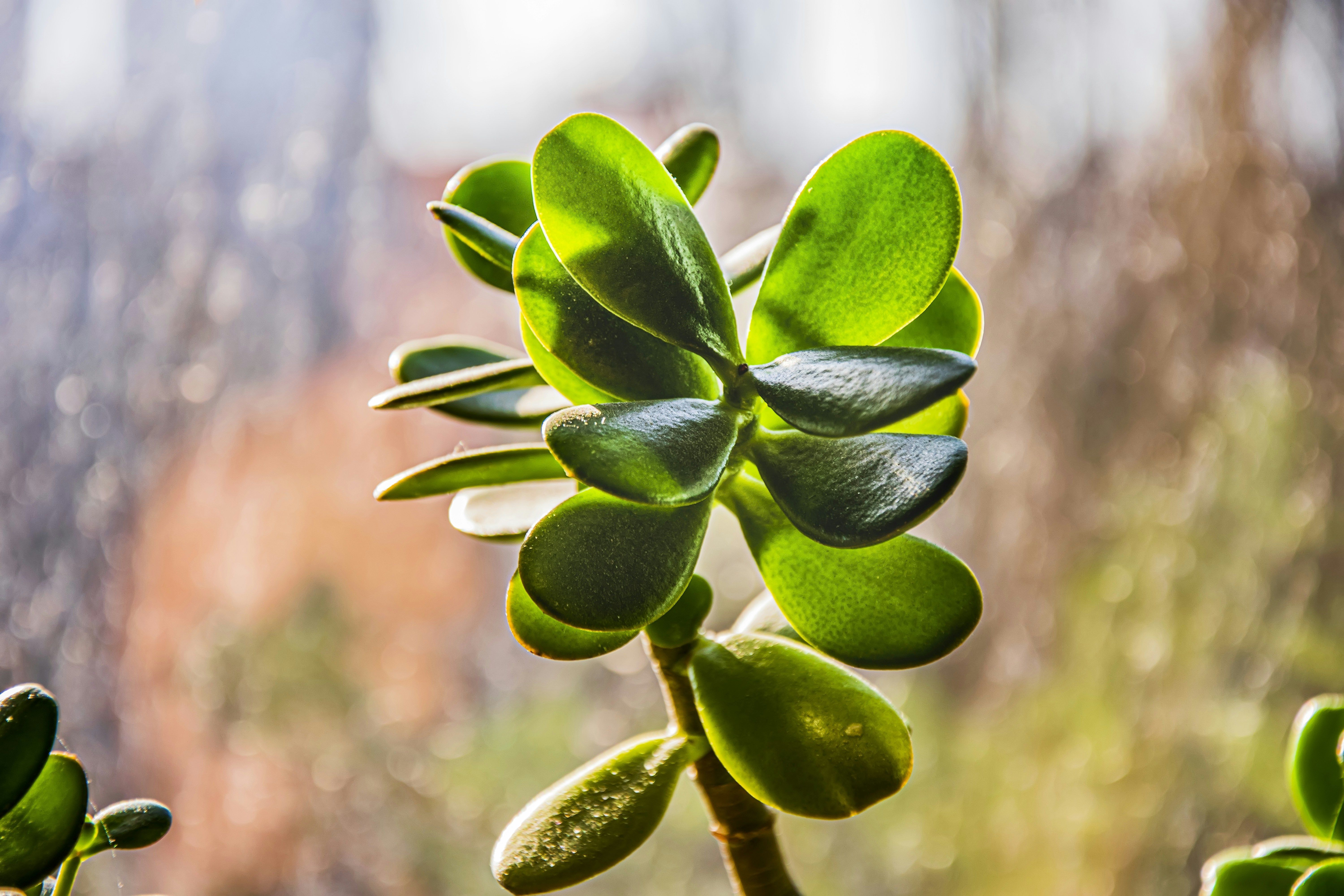 6000x4000 Jade Plant & Crassula Ovata