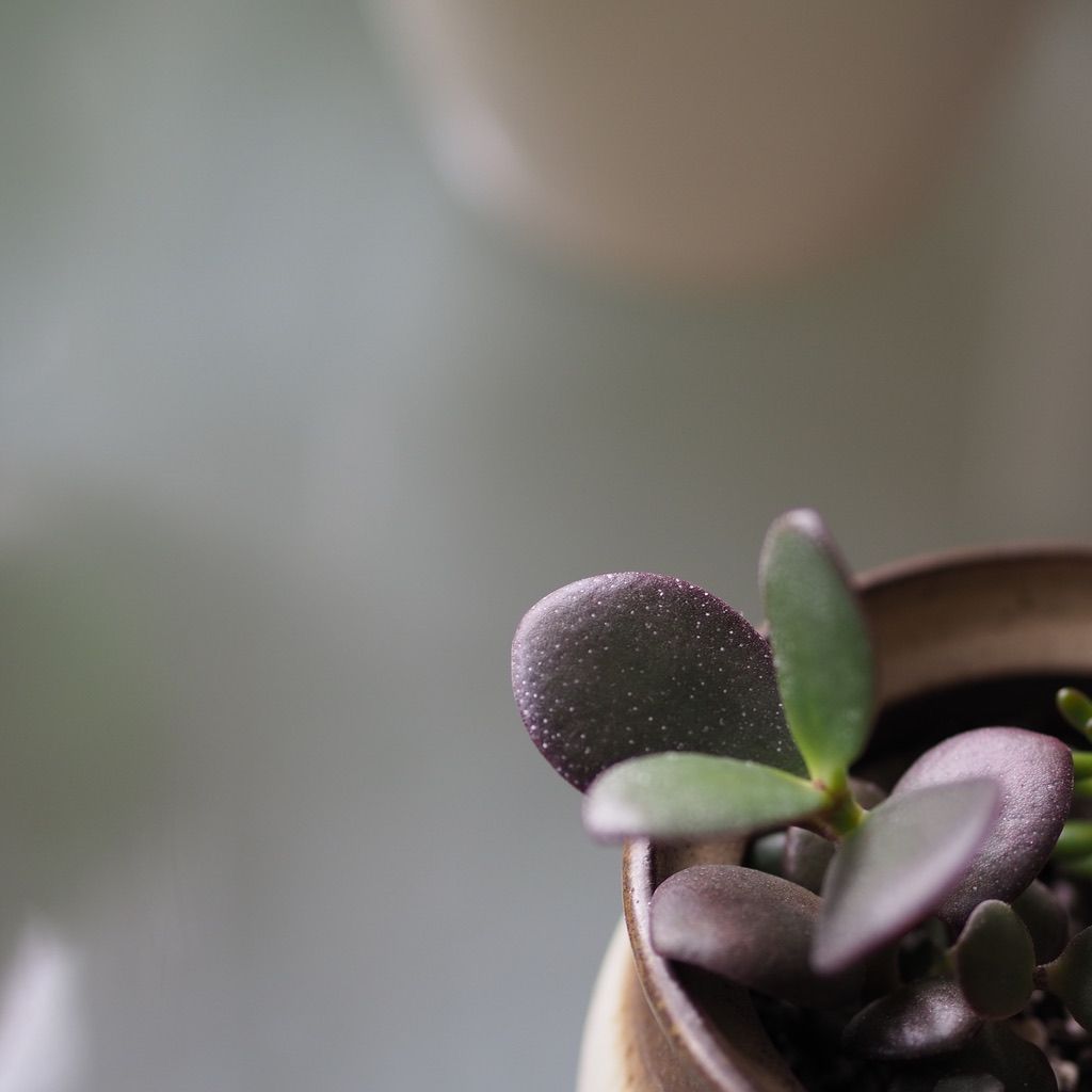1024x1024 white speckles on jade plants