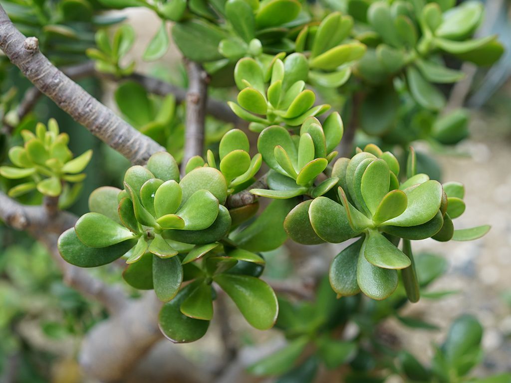 1024x768 Crassula ovata