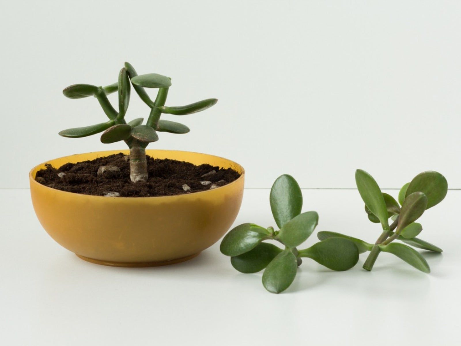 1600x1200 Jade Plant Propagation Tips And Tricks