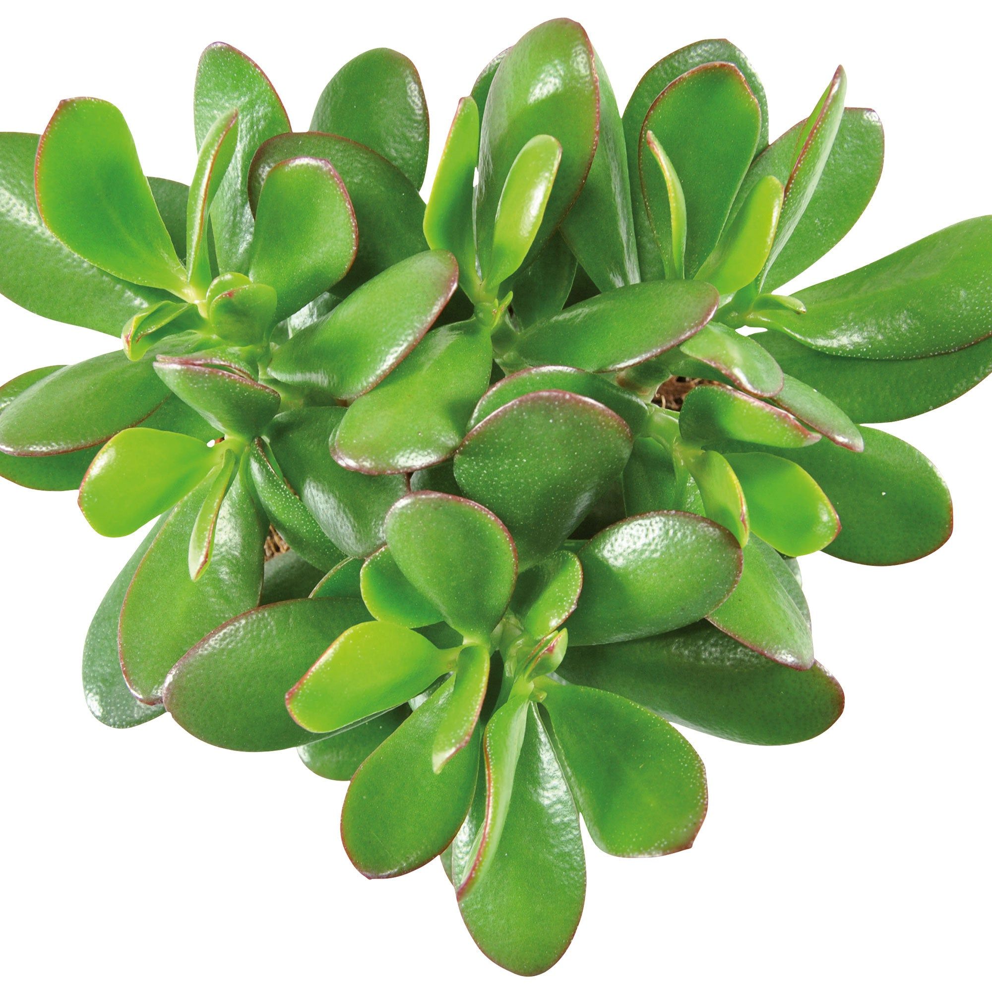 2000x2000 2x Succulent Jade plant Crassula