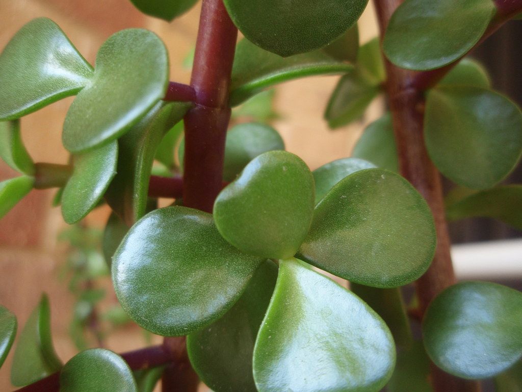 1024x768 24th August green as jade