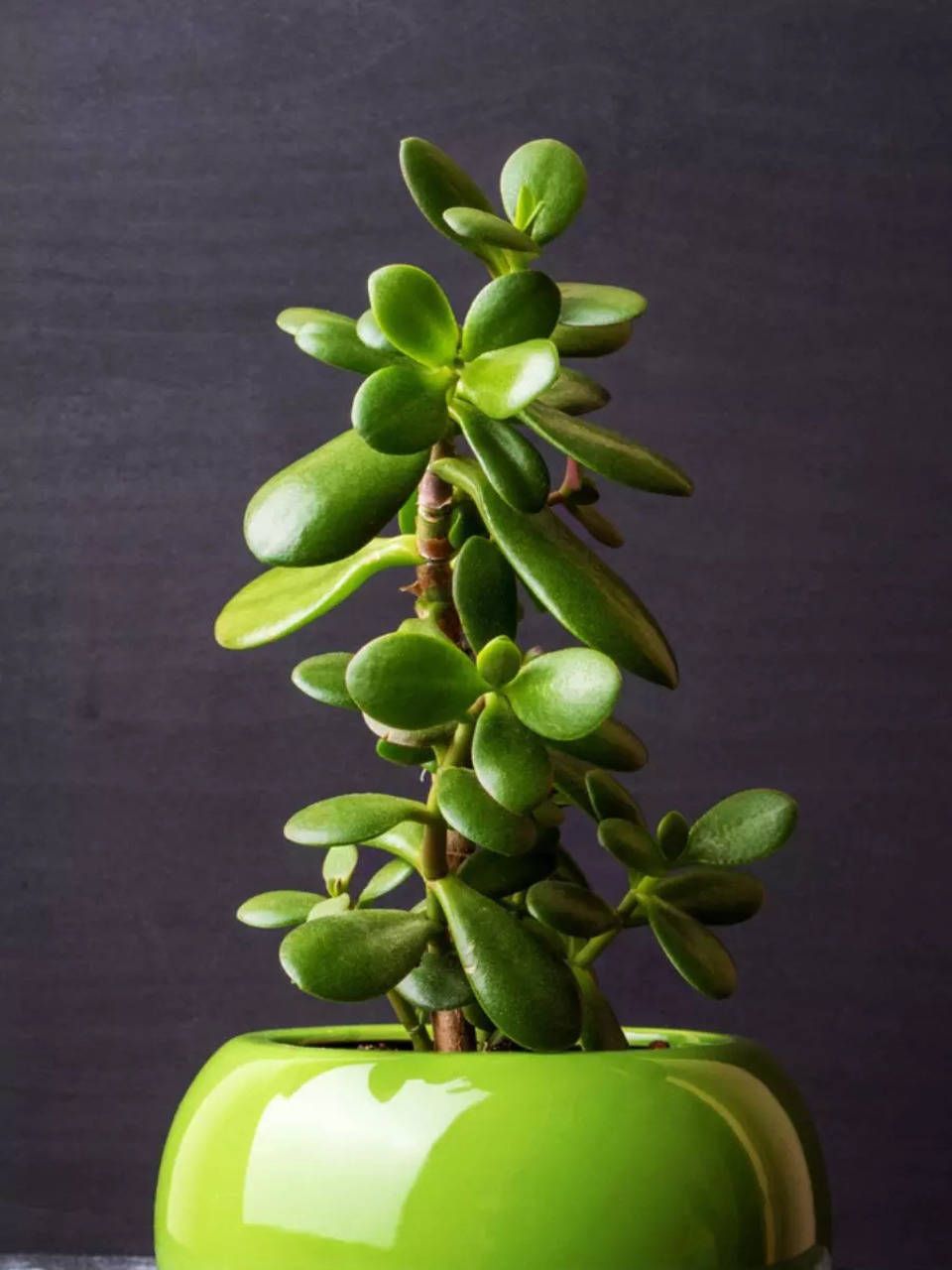 960x1280 Botanical Wealth: A Guide To 10