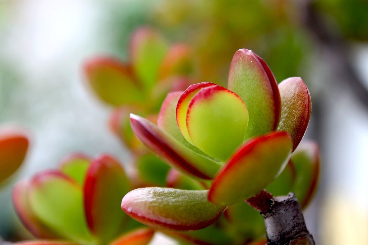 1280x853 Jade Plant Care / Crassula ovata succulent