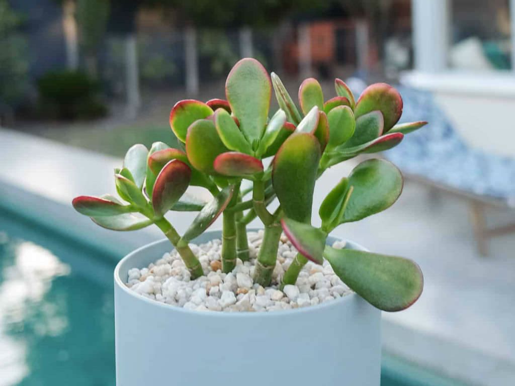 1024x768 Jade Plant is Wilting