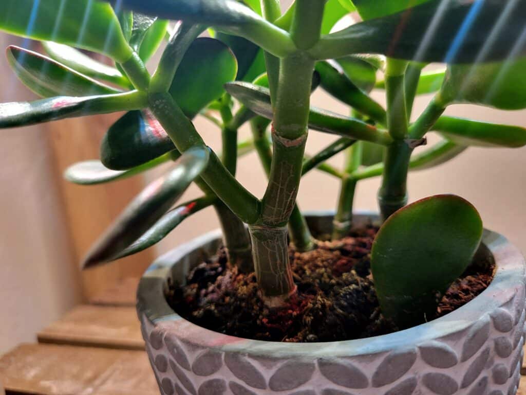 1024x768 Jade Plant Care Guide Crassula ovata