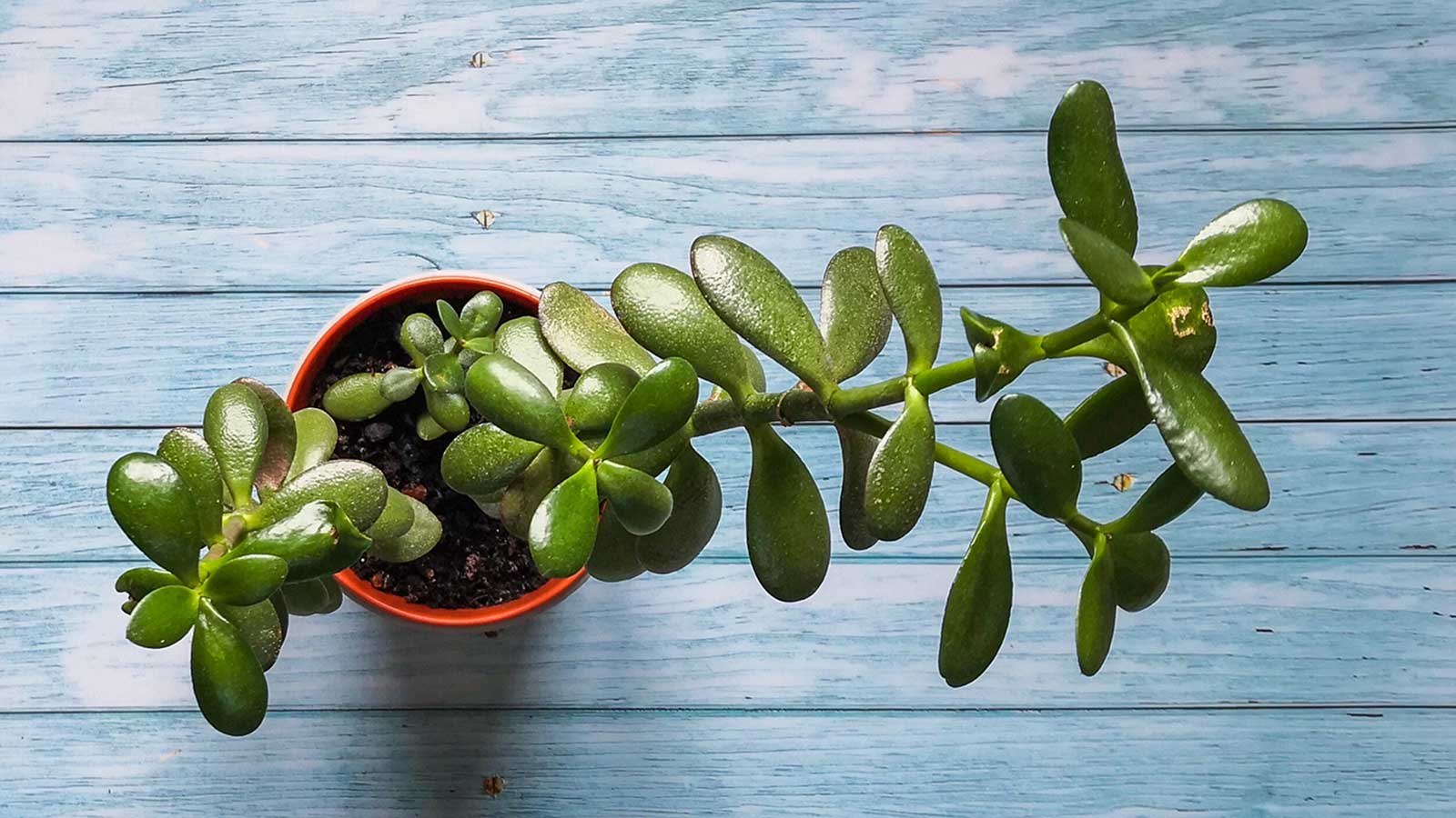 1600x900 How to prune a jade plant
