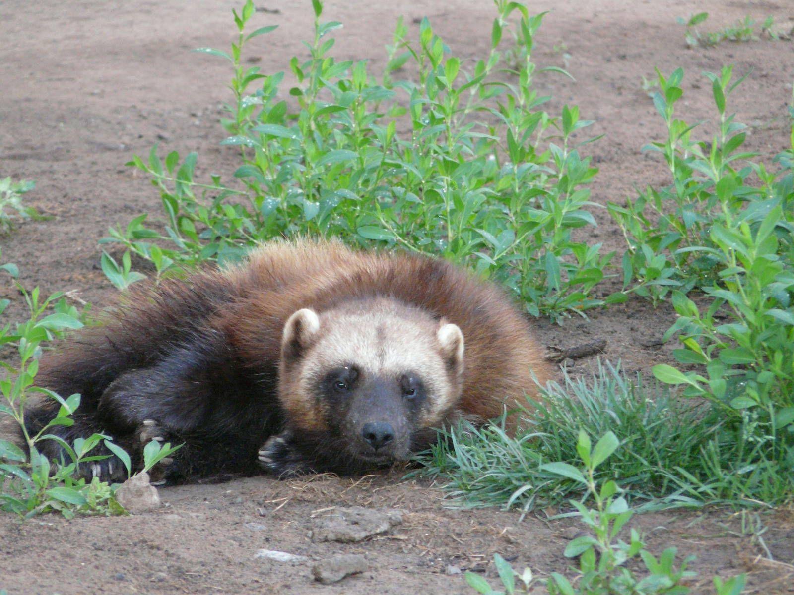 1600x1200 Wolverine/ Gulo gulo gulo