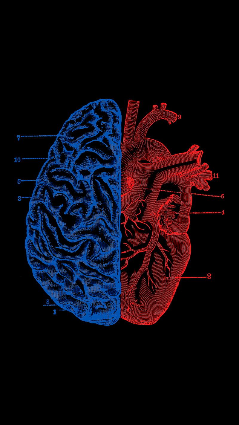 800x1422 HD heart and brain wallpaper