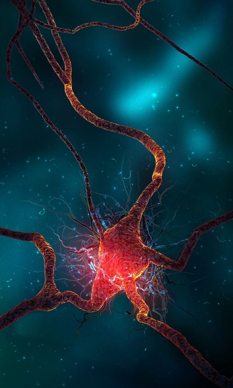 800x1333 brain, HD phone wallpaper