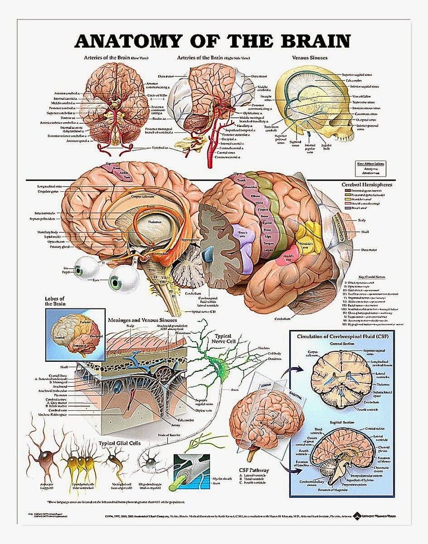 850x1081 Human Brain Anatomy HD phone wallpaper