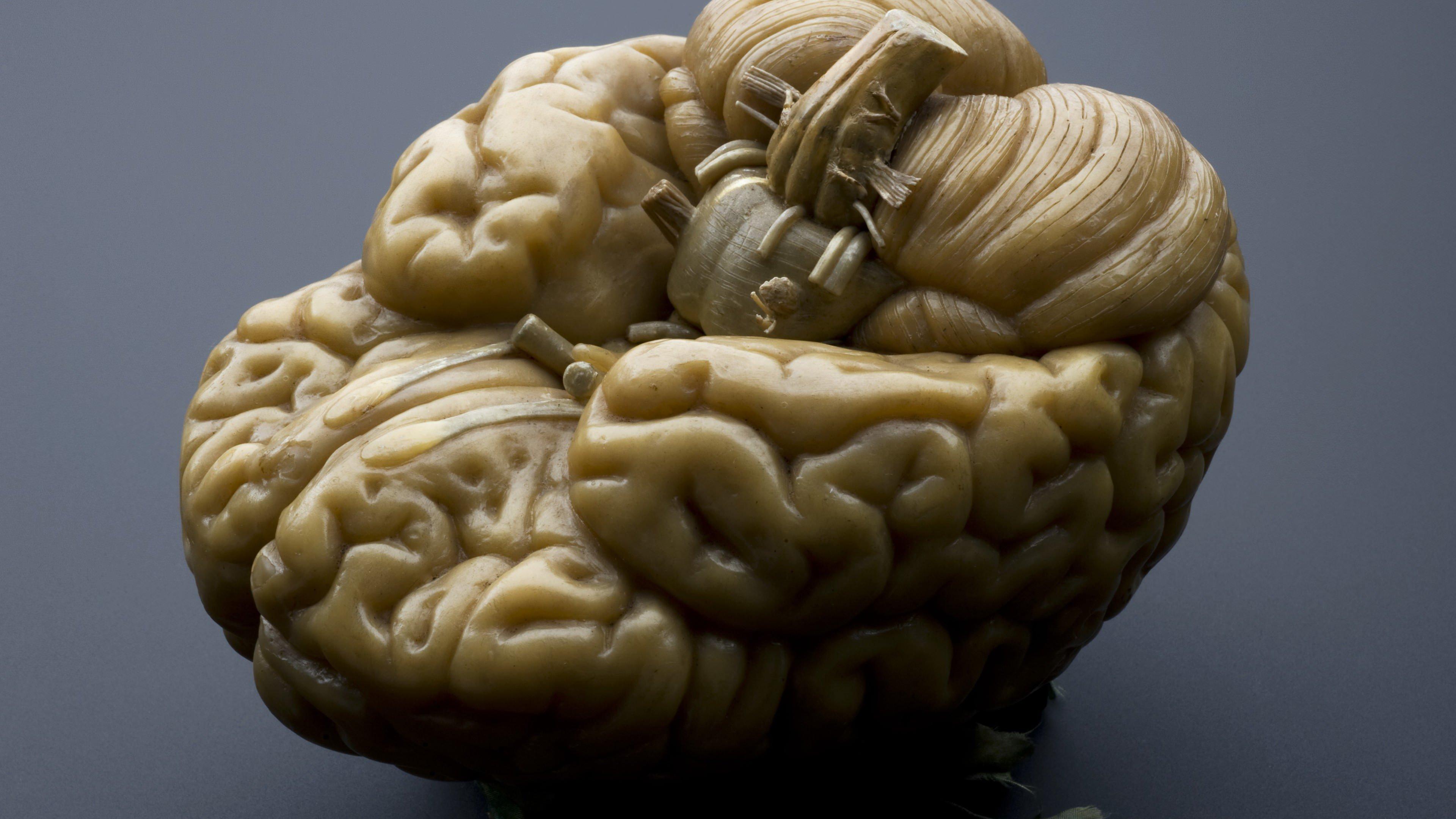 3840x2160 Human Brain HD Wallpaper