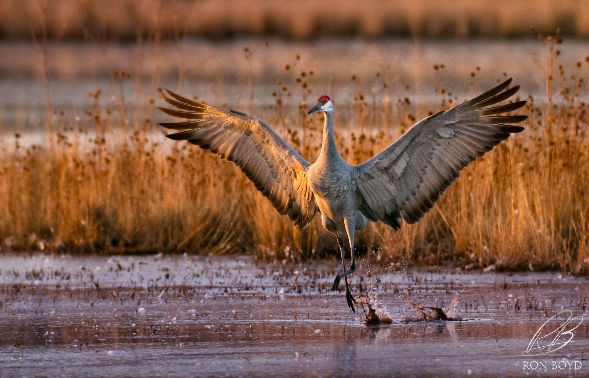 Sandhill Crane Wallpapers Top Free Sandhill Crane Backgrounds