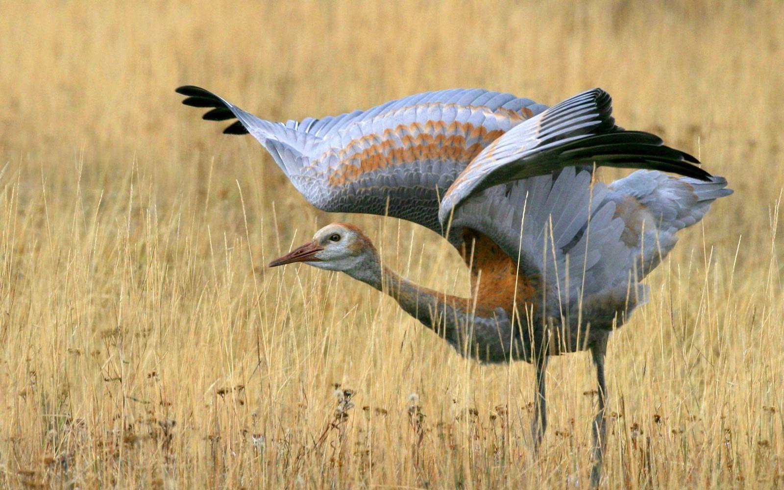 1600x1000 Sandhill Crane HD Wallpaper and Background Image