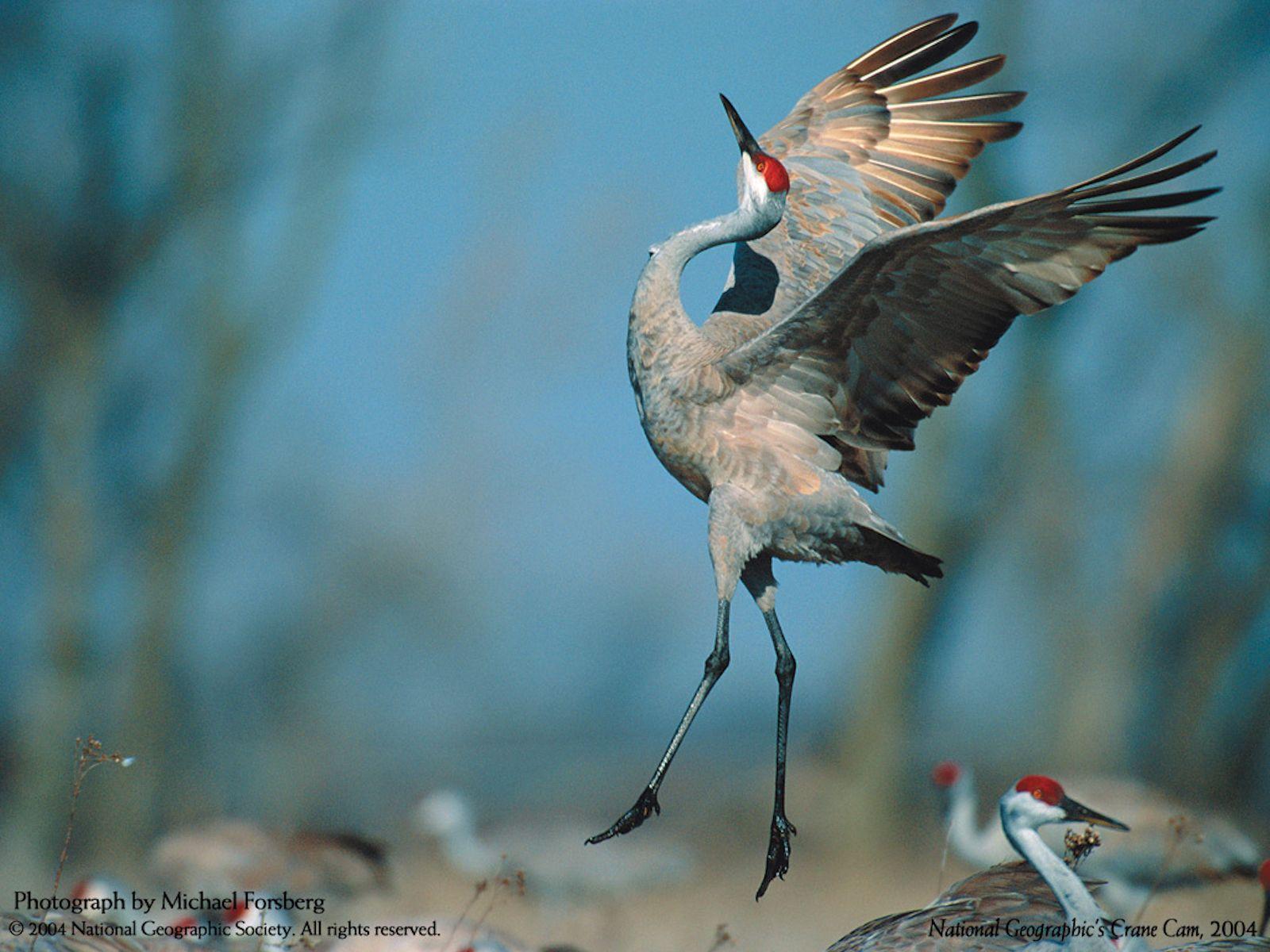 Sandhill Crane Wallpapers - Top Free Sandhill Crane Backgrounds