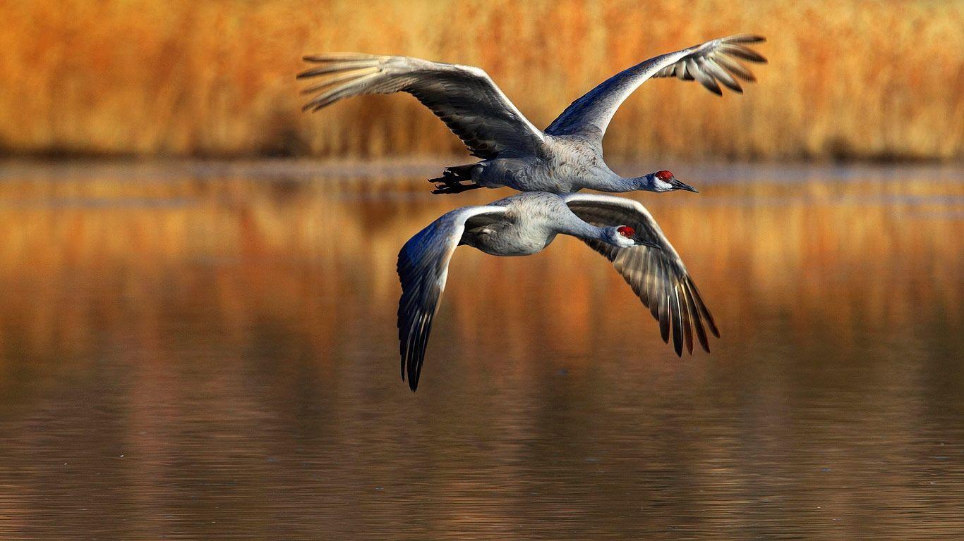 1366x768 Bing Image Archive: Sandhill cranes flying over Bosque del Apache