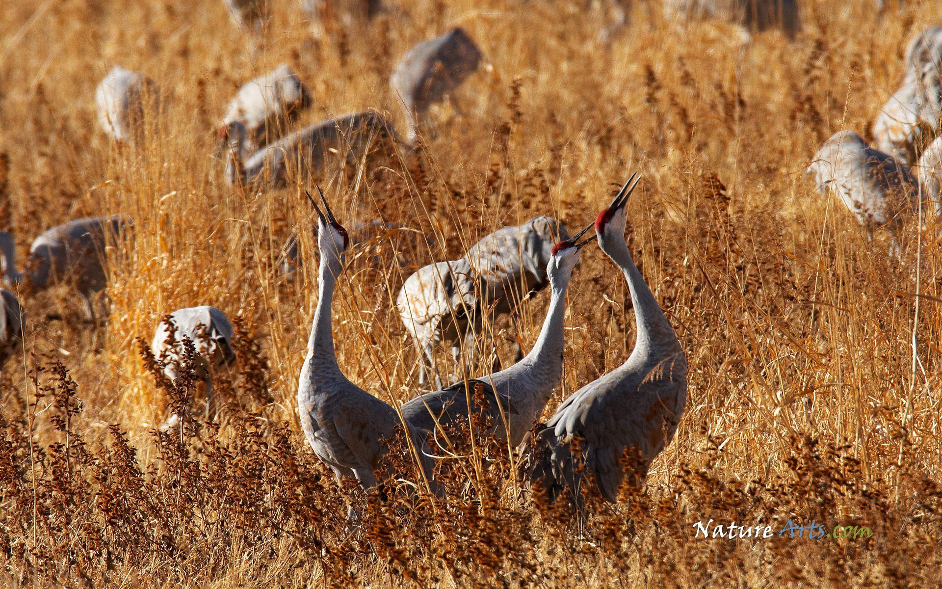 Sandhill Crane Wallpapers - Top Free Sandhill Crane Backgrounds