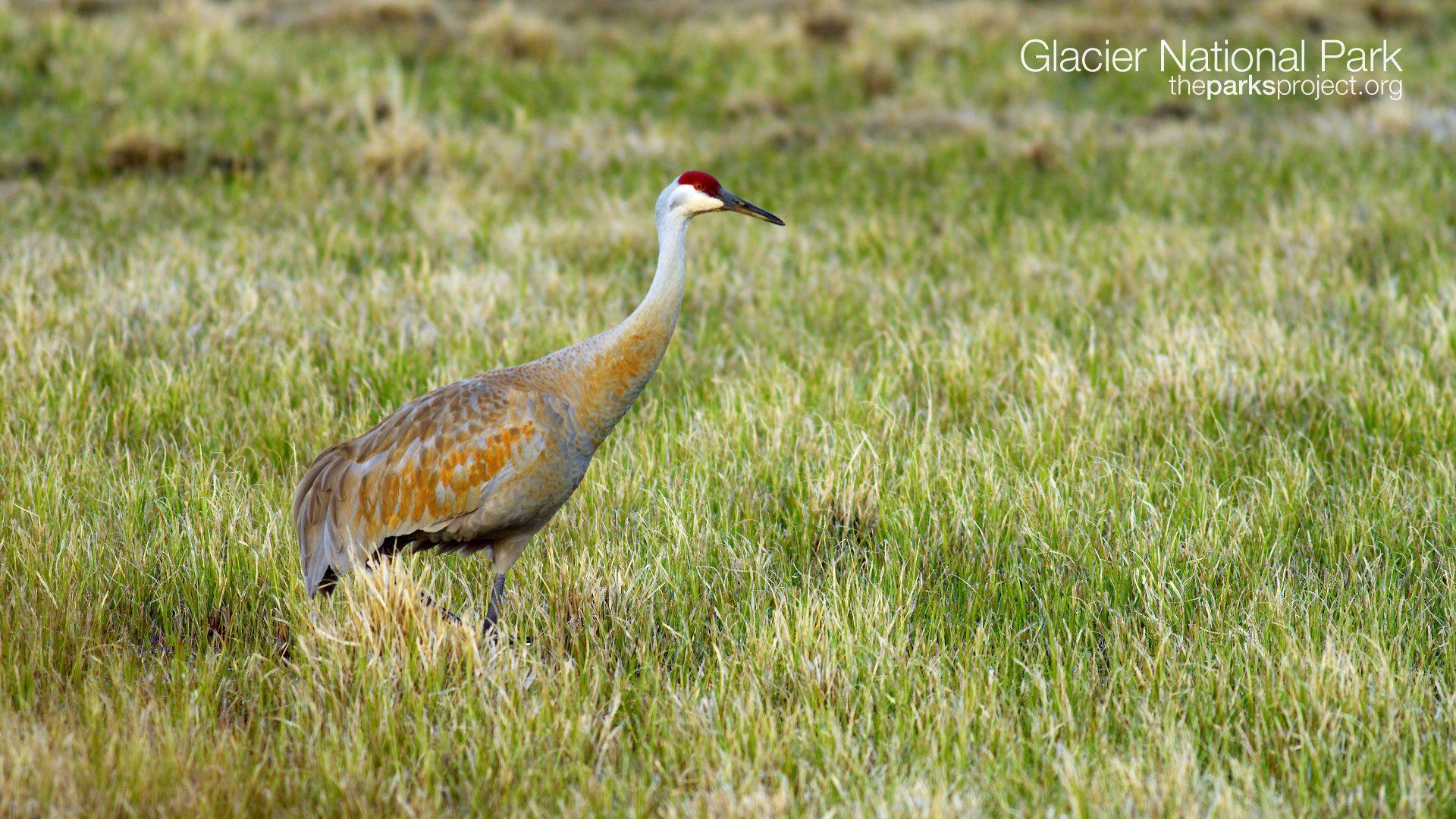 Sandhill Crane Wallpapers - Top Free Sandhill Crane Backgrounds