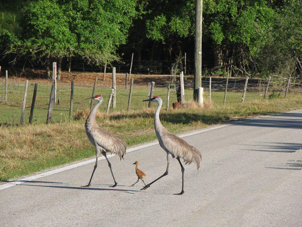 1024x768 A baby sandhill crane out for a stroll with its folks