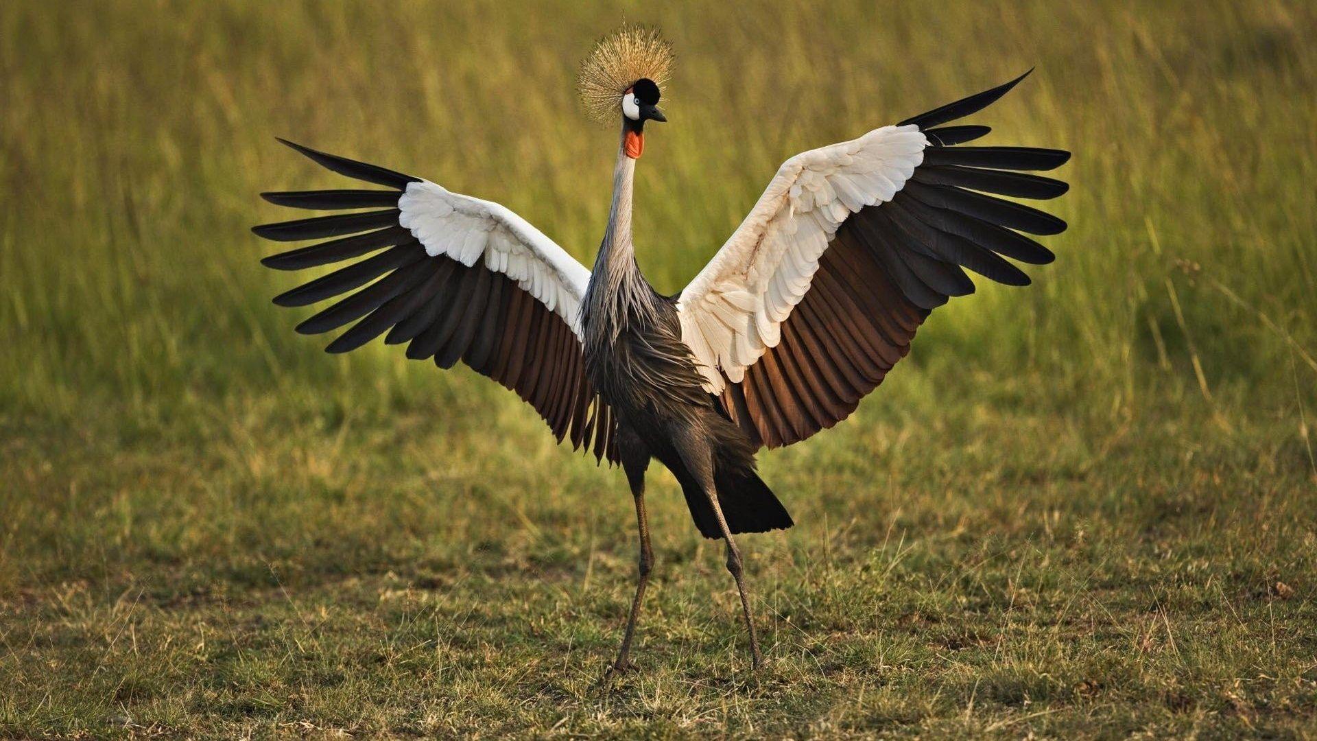 Sandhill Crane Wallpapers - Top Free Sandhill Crane Backgrounds