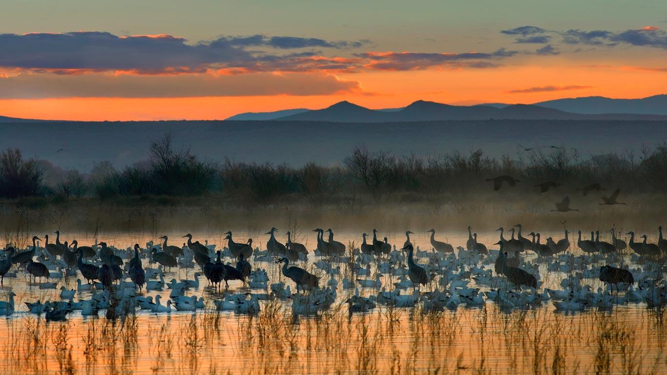 Sandhill Crane Wallpapers - Top Free Sandhill Crane Backgrounds ...