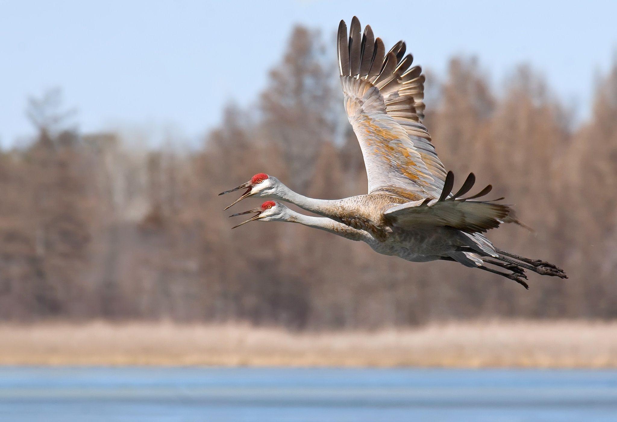 2048x1401 Sandhill Crane Full HD Wallpaper and Background Imagex1401