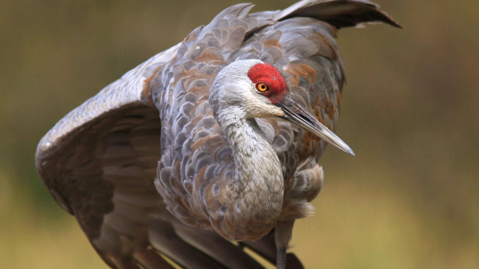 Sandhill Crane Wallpapers - Top Free Sandhill Crane Backgrounds