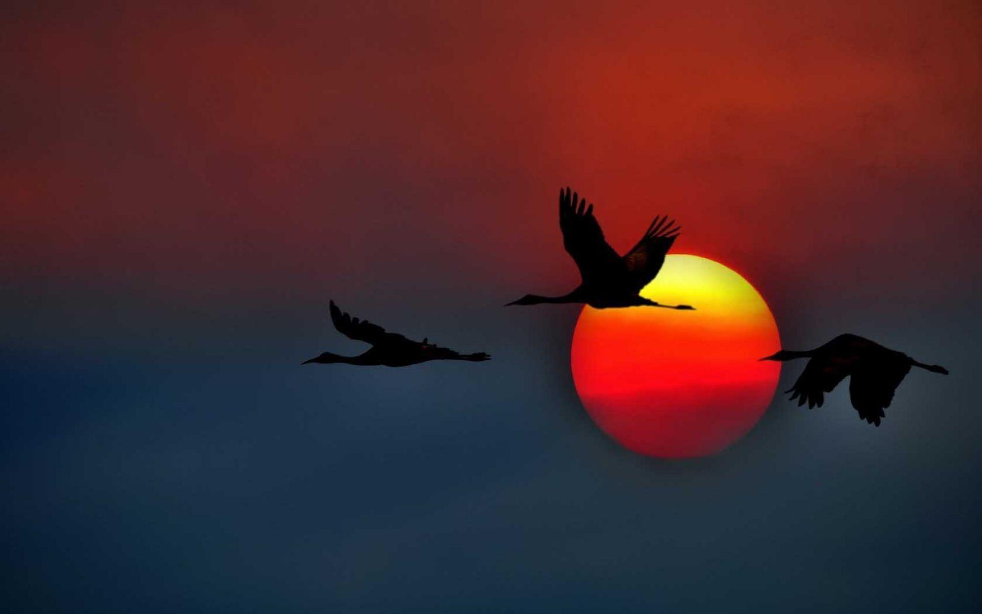 1920x1200 Birds Sandhill Cranes Flying Sunset Sky. HD Nature Wallpaper