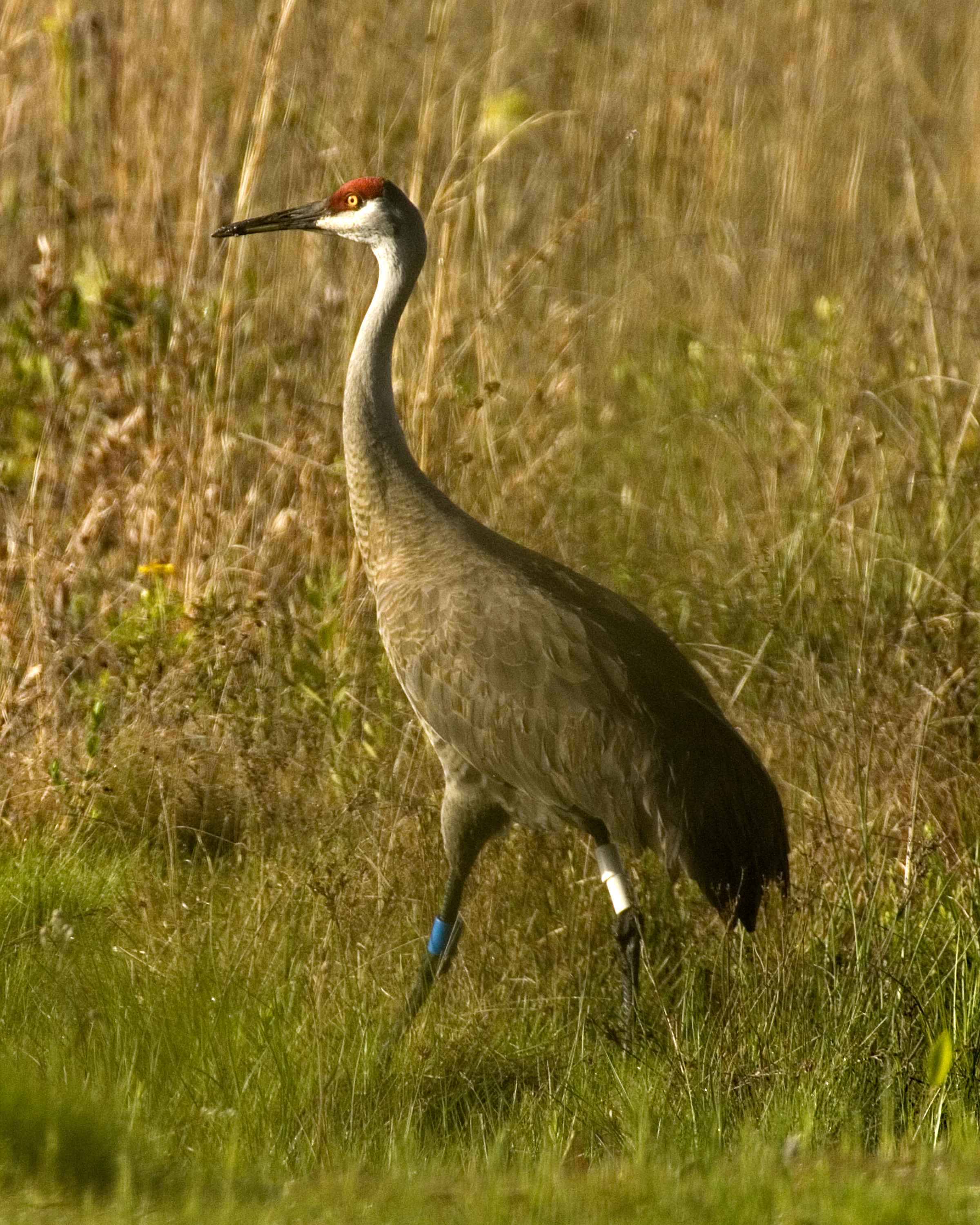 Sandhill Crane Wallpapers - Top Free Sandhill Crane Backgrounds