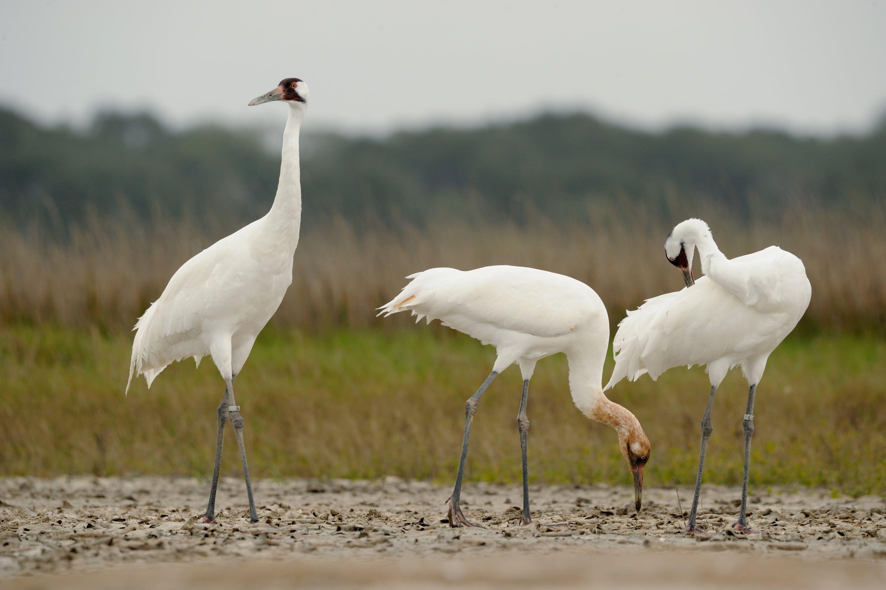 Sandhill Crane Wallpapers - Top Free Sandhill Crane Backgrounds