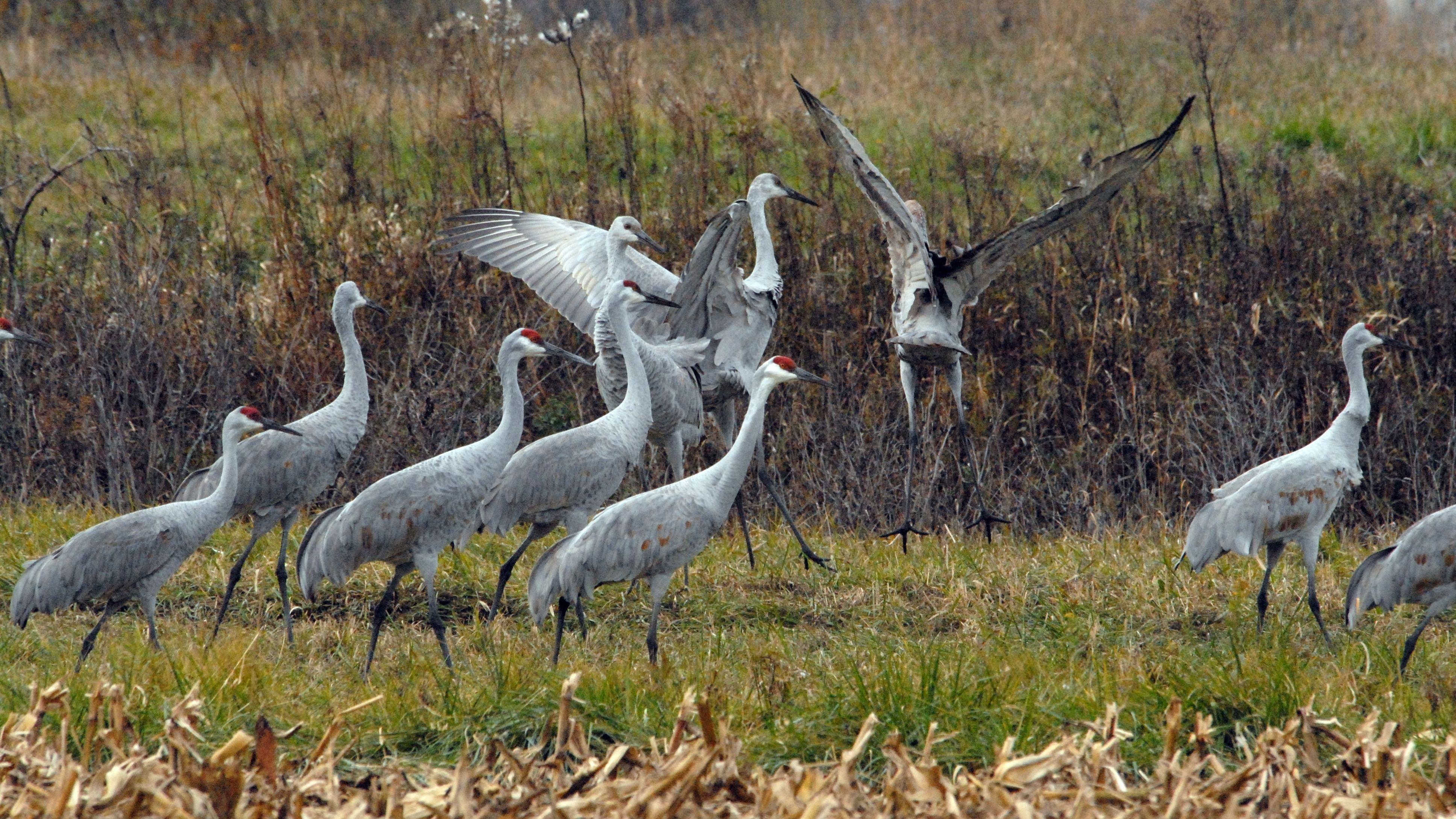 3872x2178 Sandhill Crane 4k Ultra HD Wallpaper