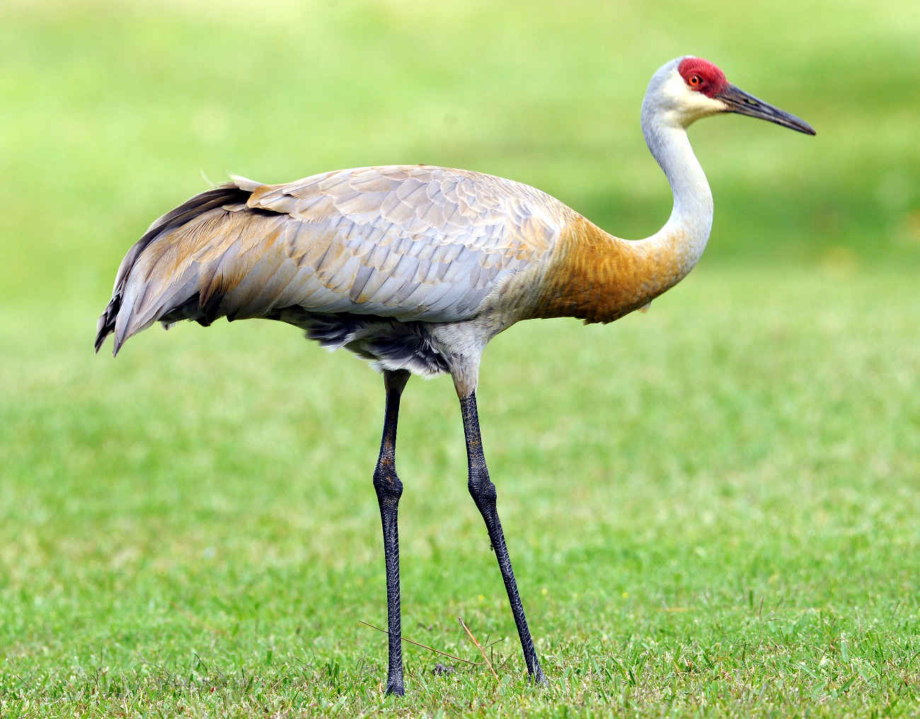 1300x1017 Sandhill crane Bird Wallpaper Download