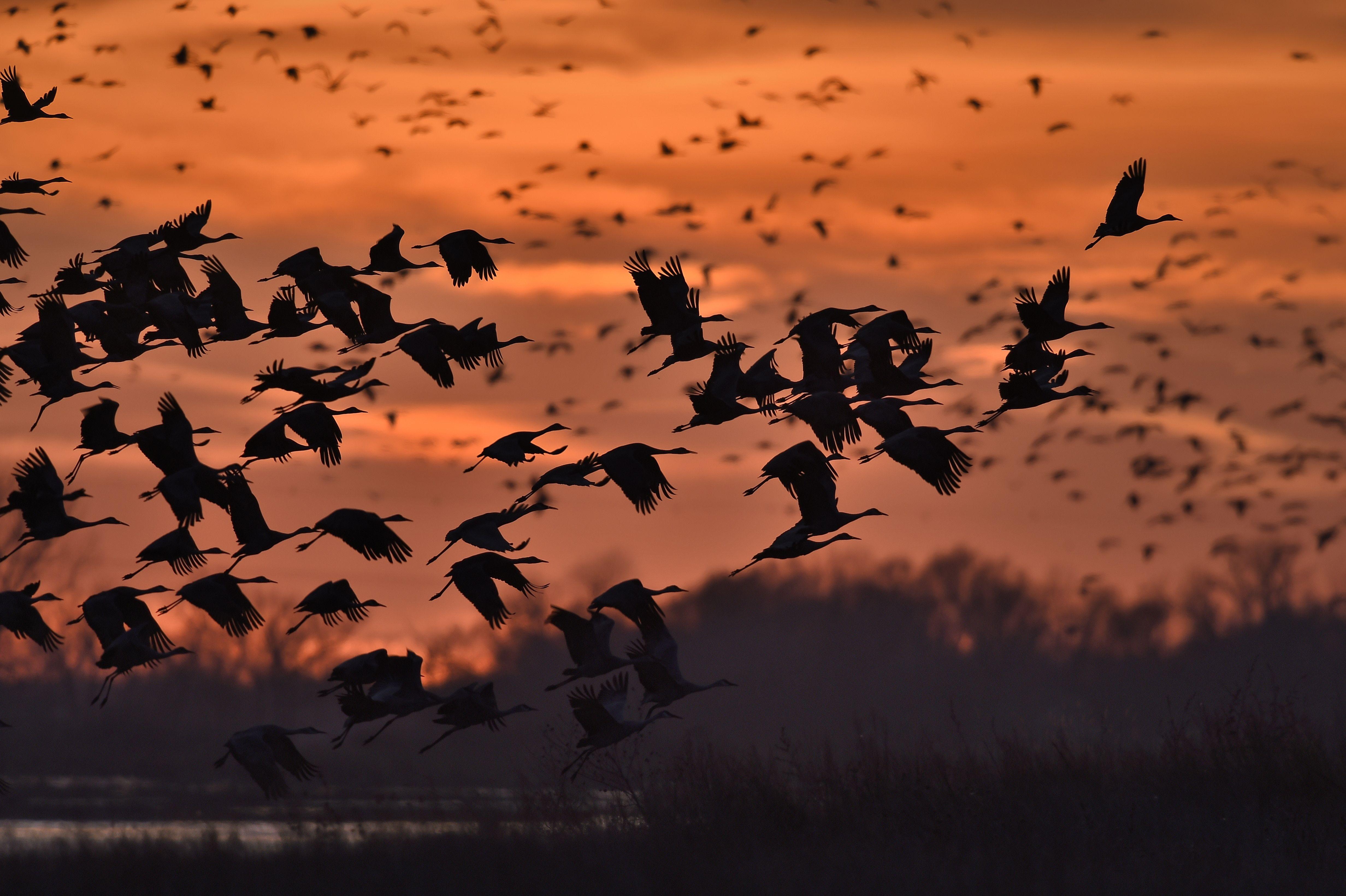 4928x3280 Sandhill Cranes Taking Flight 4k Ultra HD Wallpaper and Background