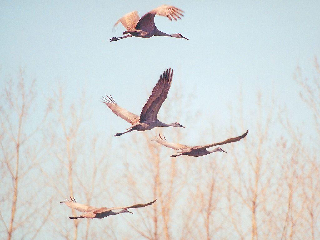 1024x768 Wading Bird Wallpaper