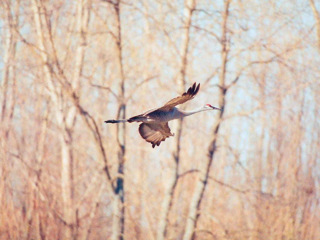 Sandhill Crane Wallpapers - Top Free Sandhill Crane Backgrounds