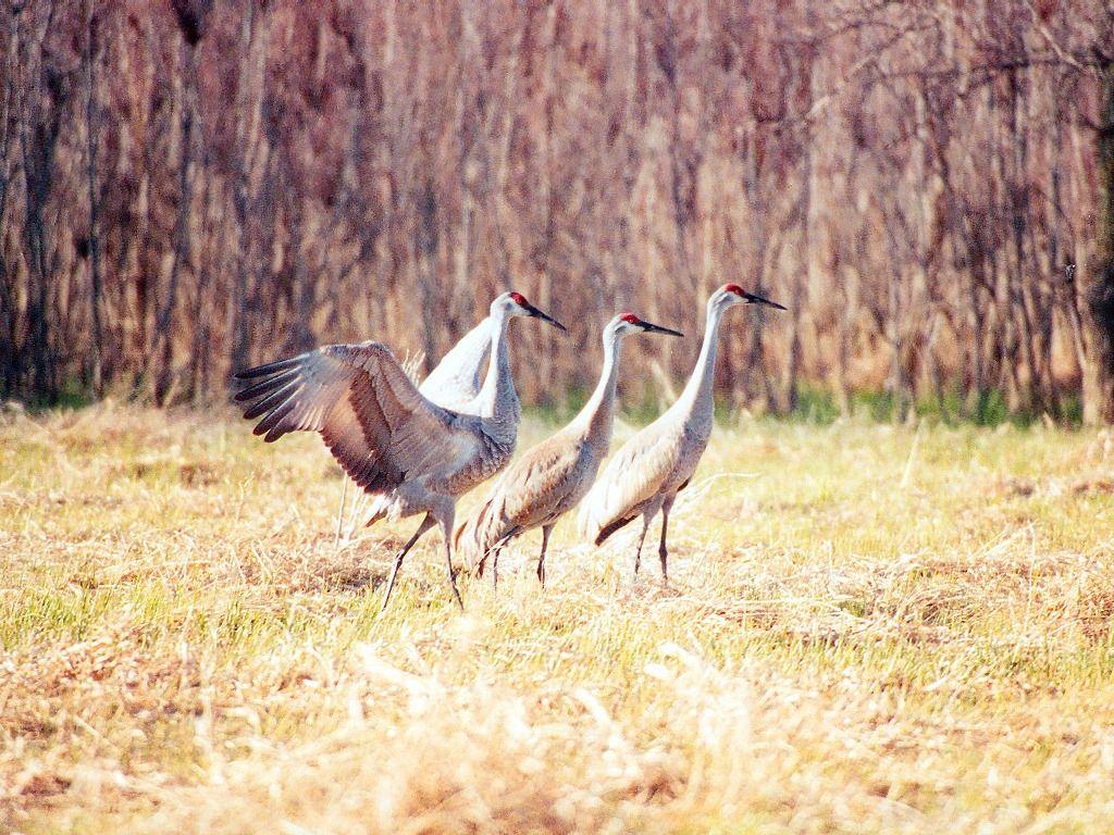 1024x768 Bird Wallpaper