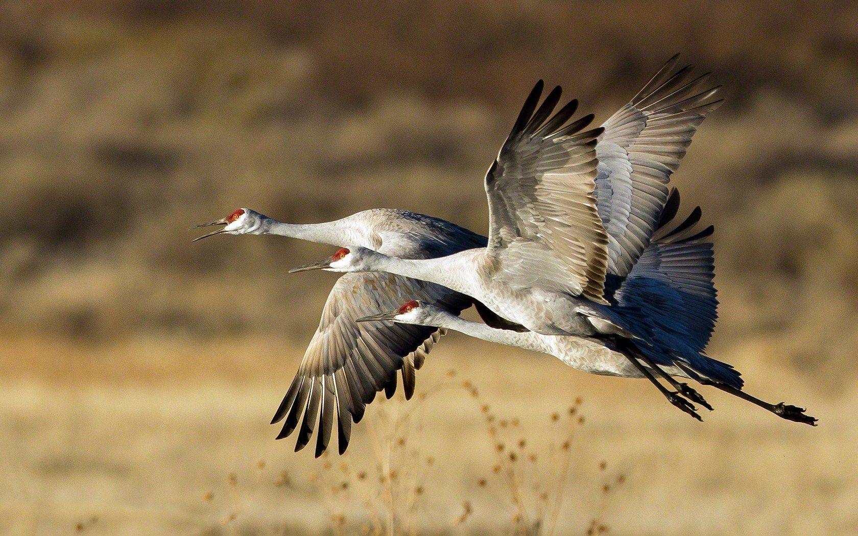 Sandhill Crane Wallpapers - Top Free Sandhill Crane Backgrounds