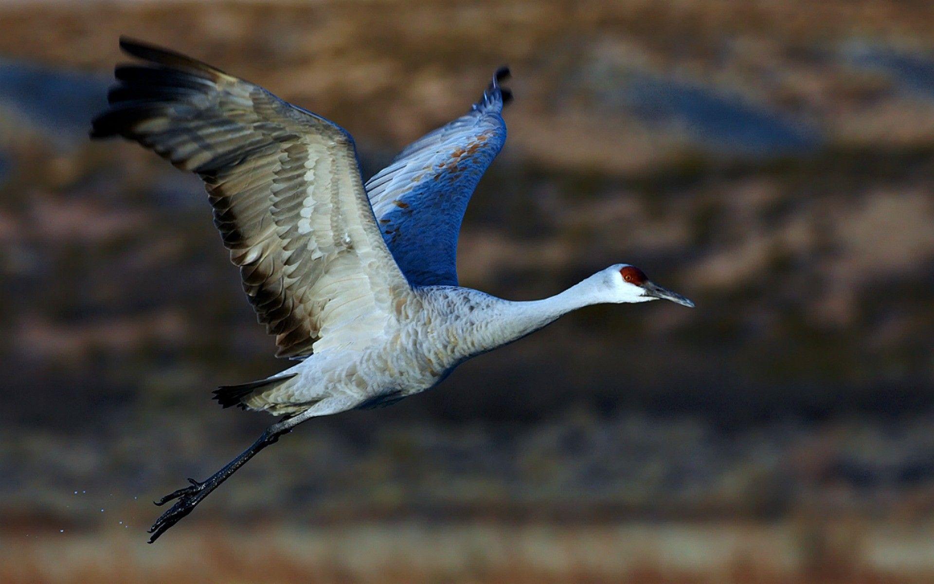 Sandhill Crane Wallpapers - Top Free Sandhill Crane Backgrounds