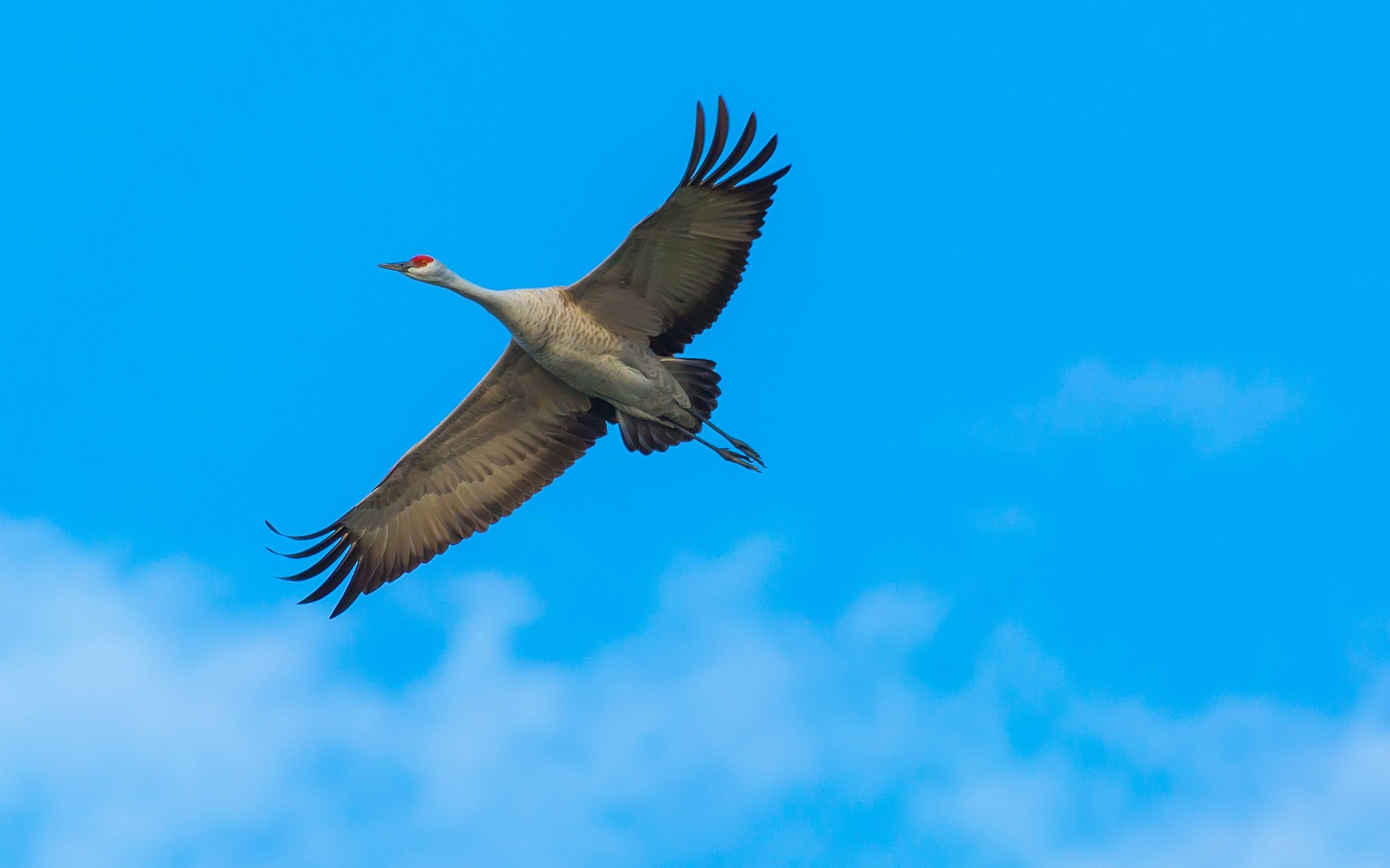 Sandhill Crane Wallpapers - Top Free Sandhill Crane Backgrounds