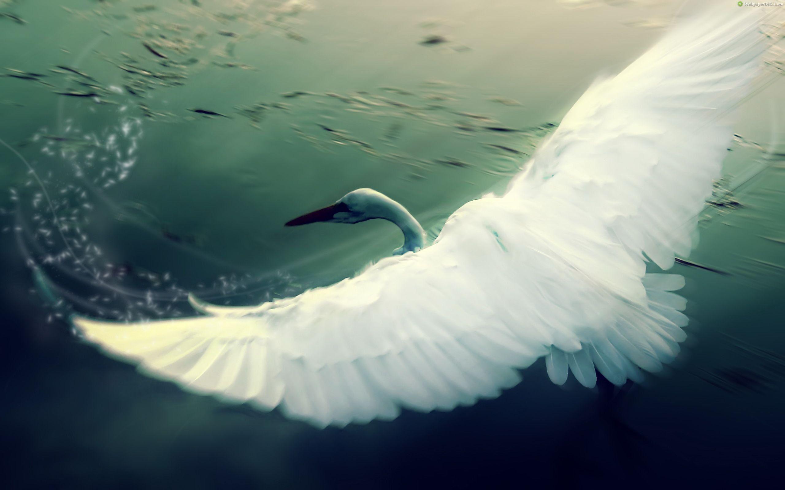 2560x1600 Crane 704094