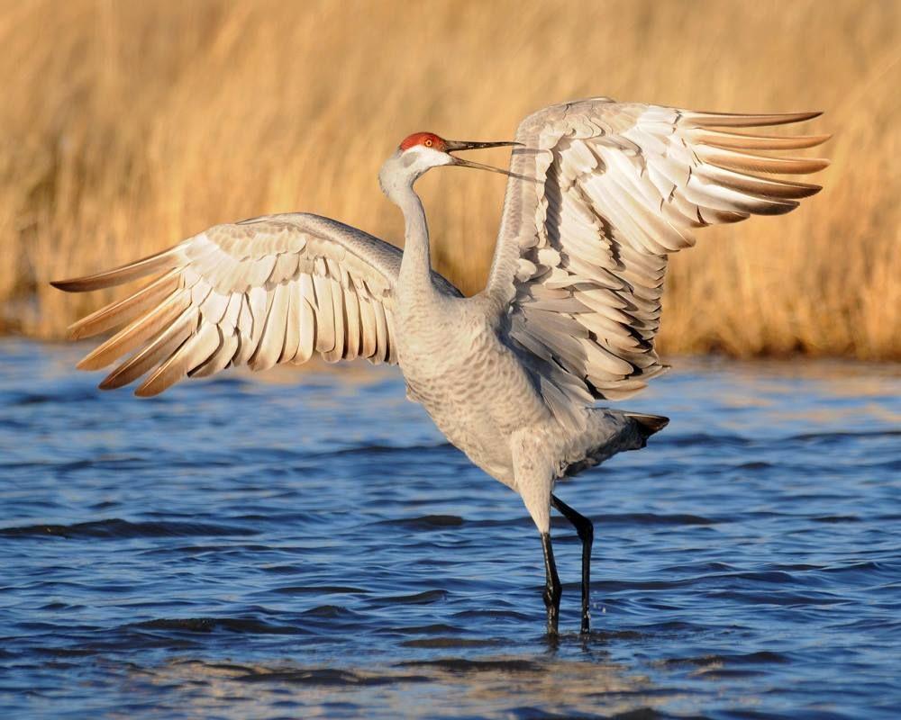 Sandhill Crane Wallpapers - Top Free Sandhill Crane Backgrounds