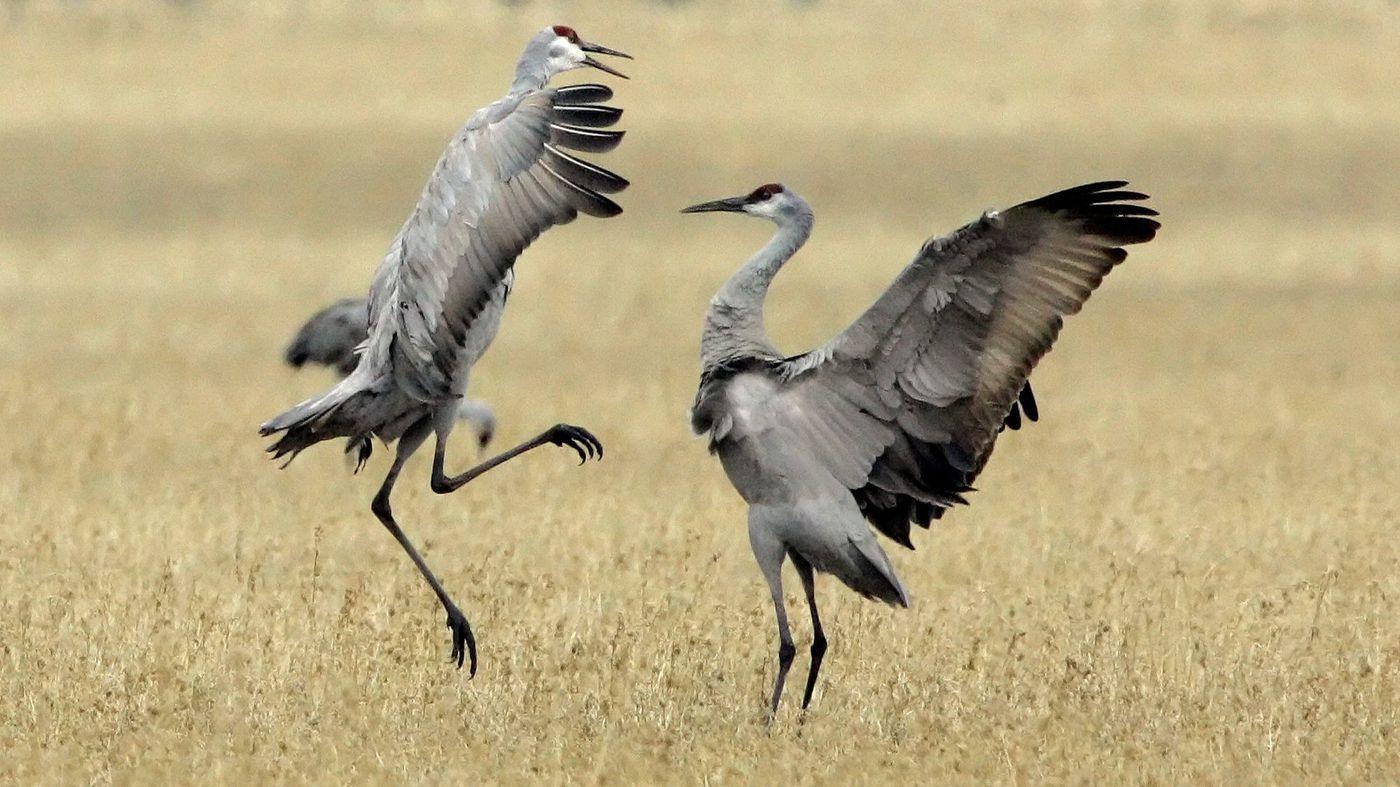 Sandhill Crane Wallpapers - Top Free Sandhill Crane Backgrounds ...