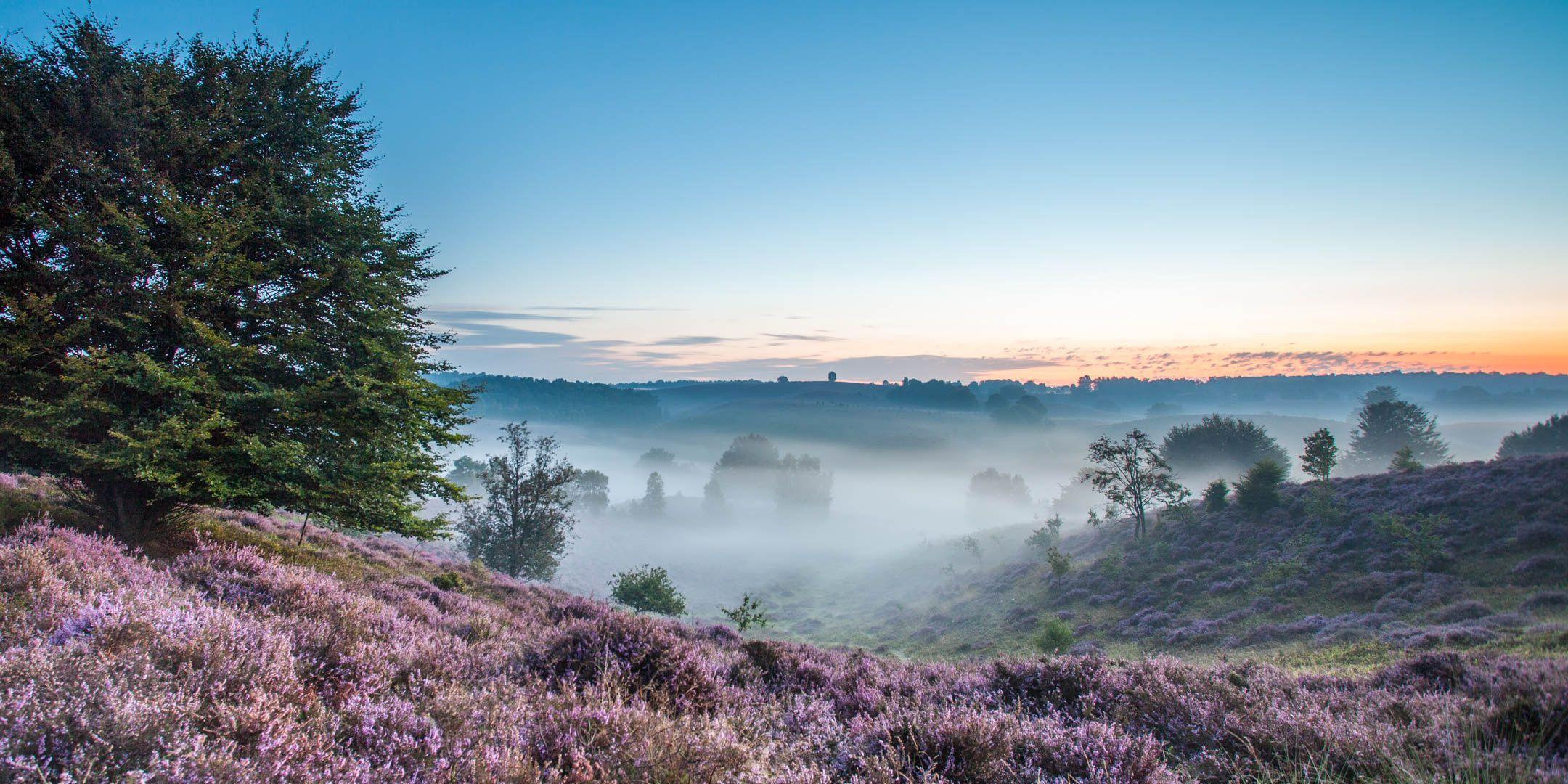 2160x1080 Download 2160x1080 nature, fog, morning, field, heather