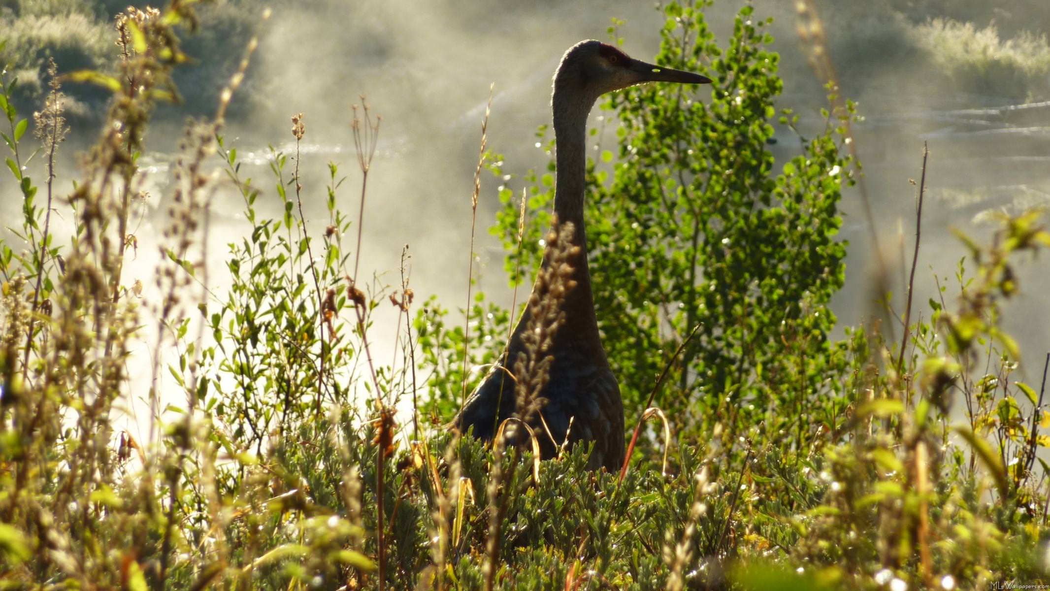 Sandhill Crane Wallpapers Top Free Sandhill Crane Backgrounds