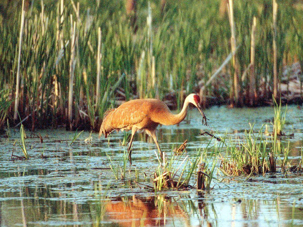 Sandhill Crane Wallpapers - Top Free Sandhill Crane Backgrounds