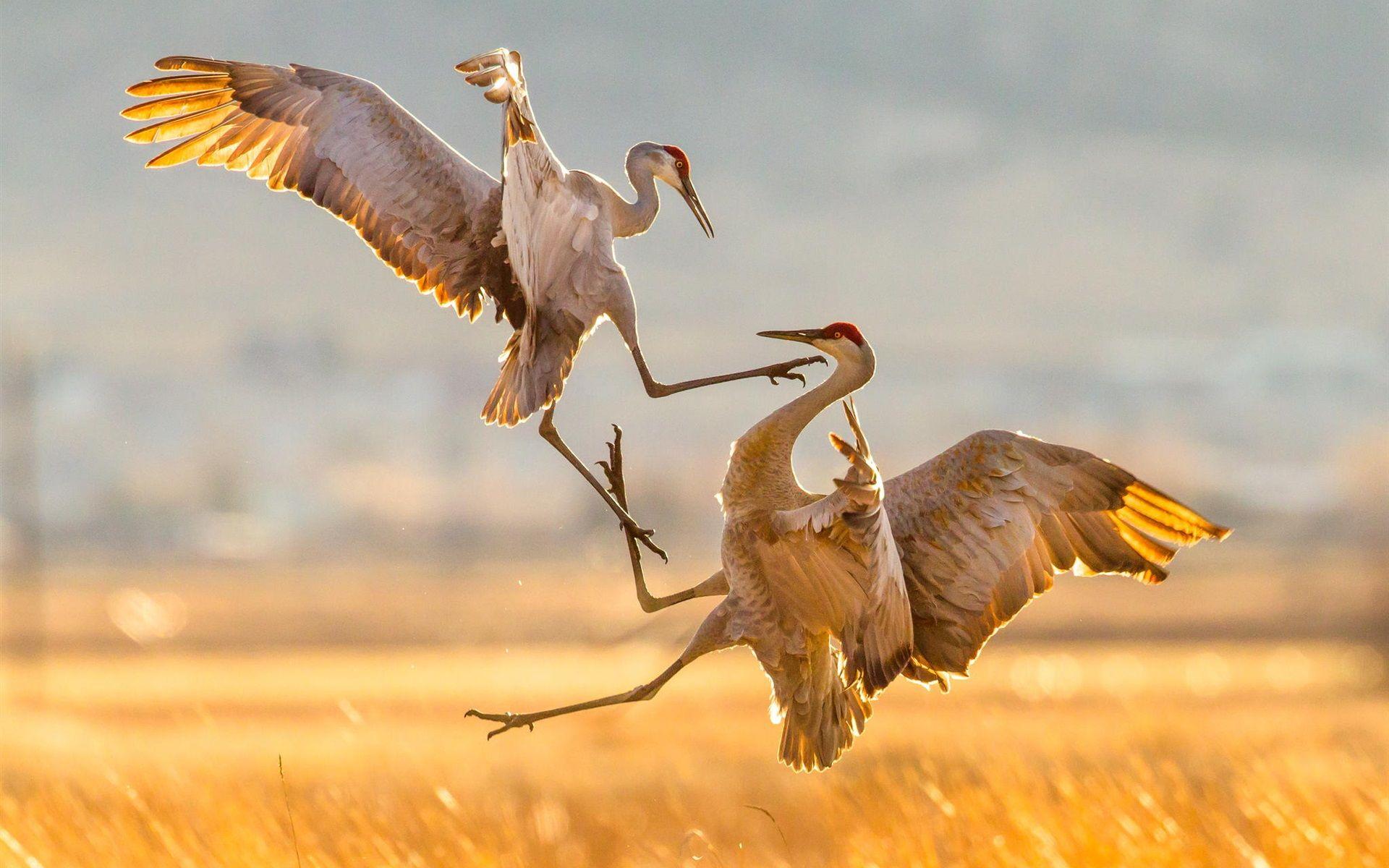 Sandhill Crane Wallpapers - Top Free Sandhill Crane ...