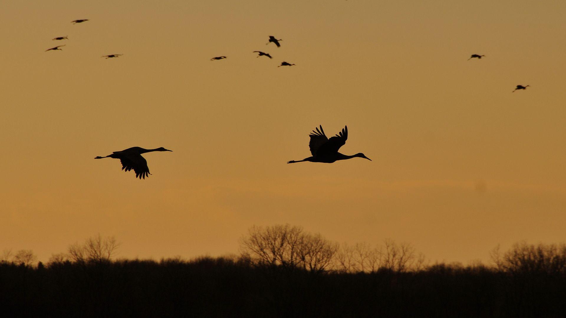 1920x1080 Sandhill Crane Coach Tour
